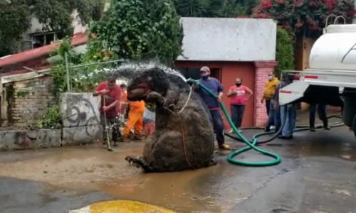 Рабочие вытащили из канализации в Мексике крысу размером с человека